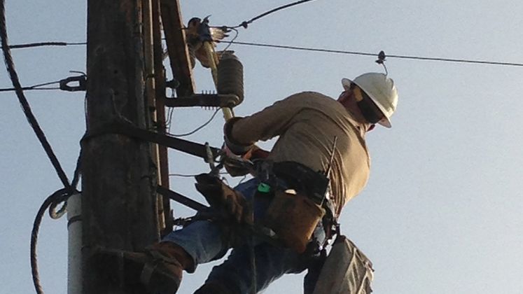 lineman approaches snagged falcon