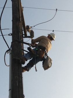 lineman approaches snagged falcon