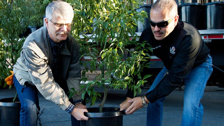 Tree Donations 