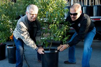 Tree Donations 