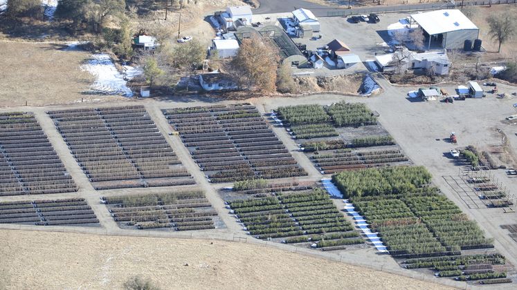 Tree Donations 