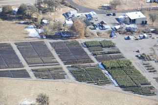 Tree Donations 