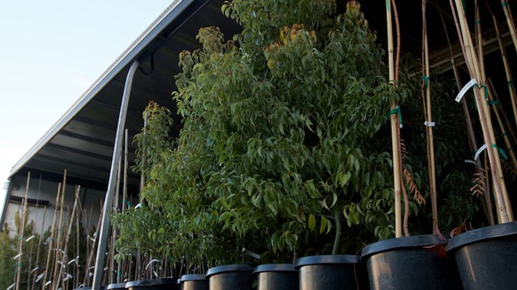 Tree Donations 