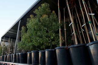 Tree Donations 