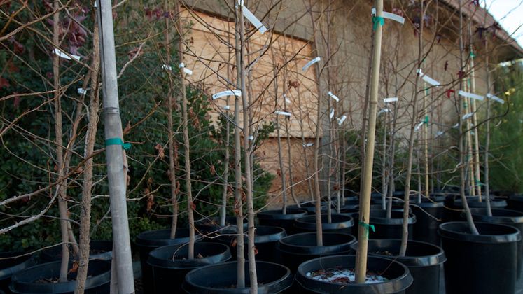 Tree Donations 
