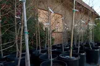 Tree Donations 