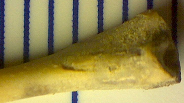 fossils