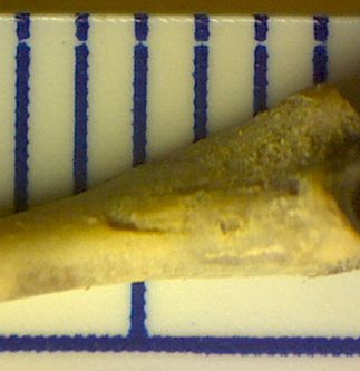 fossils