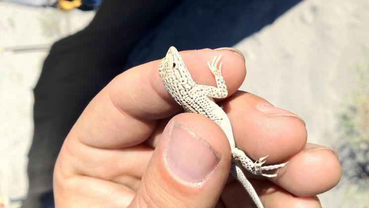 Coachella Valley Fringe-Toed Lizard