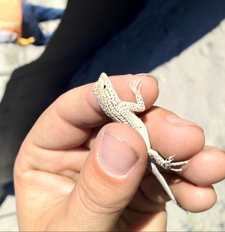 Coachella Valley Fringe-Toed Lizard