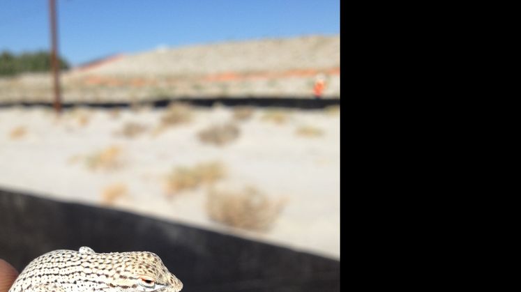 Coachella Valley Fringe-Toed Lizard