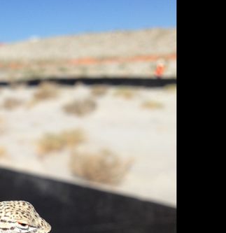 Coachella Valley Fringe-Toed Lizard