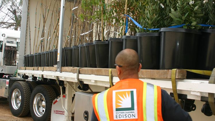 Monterey Park tree donations