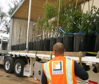 Monterey Park tree donations