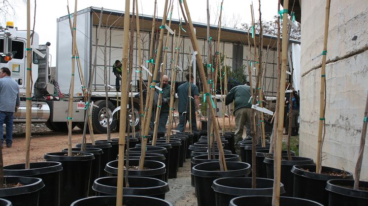 Monterey Park tree donations