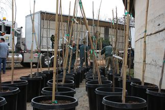 Monterey Park tree donations