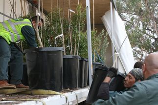 Monterey Park tree donations