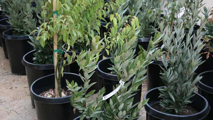 Monterey Park tree donations