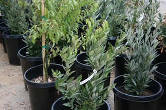 Monterey Park tree donations
