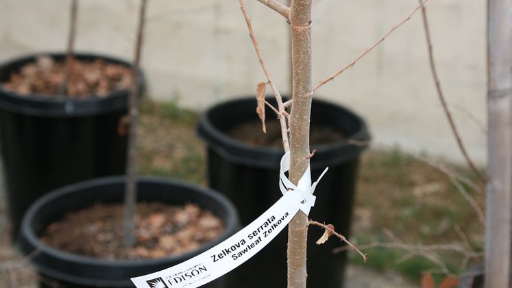 Monterey Park tree donations