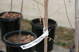Monterey Park tree donations
