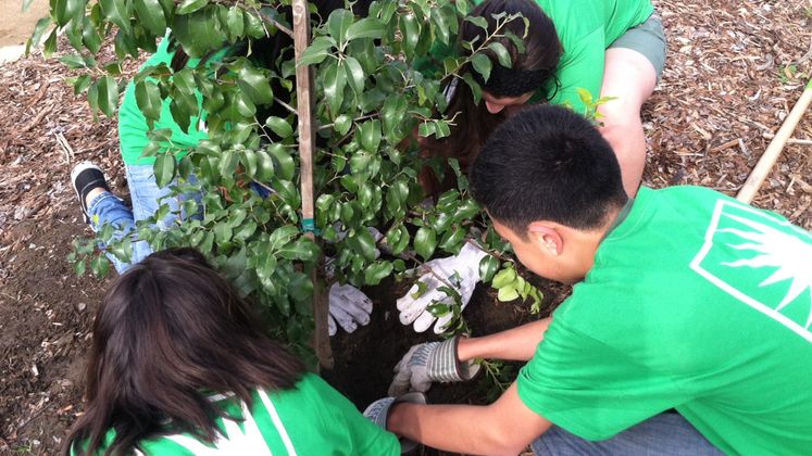 Tree Planting - South Gate