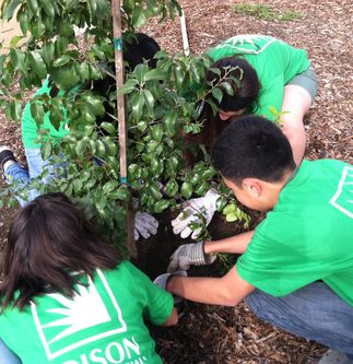 Tree Planting - South Gate