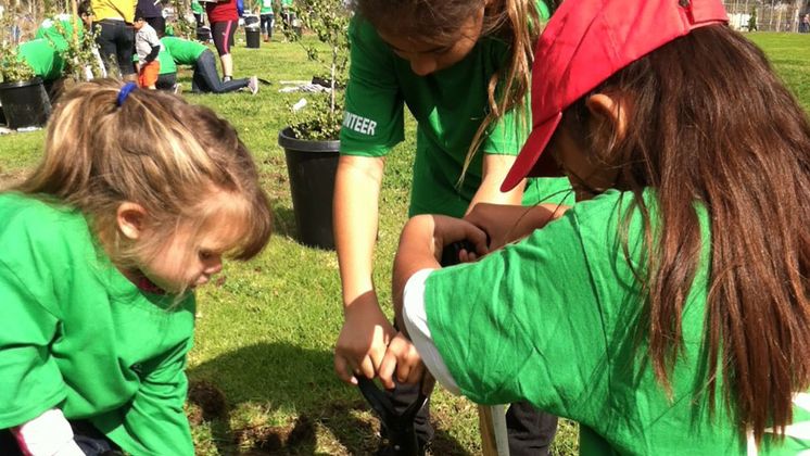 Tree Planting - South Gate
