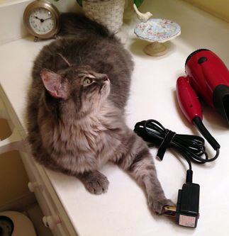 pet safety