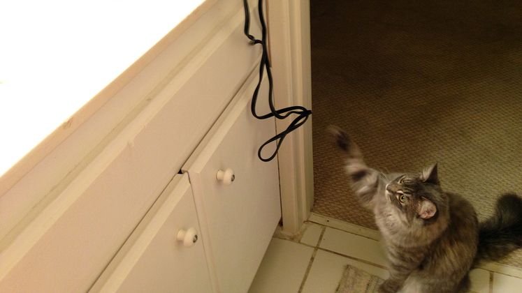 pet safety