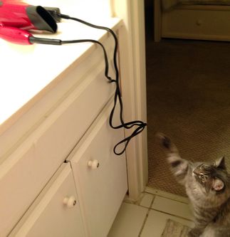 pet safety