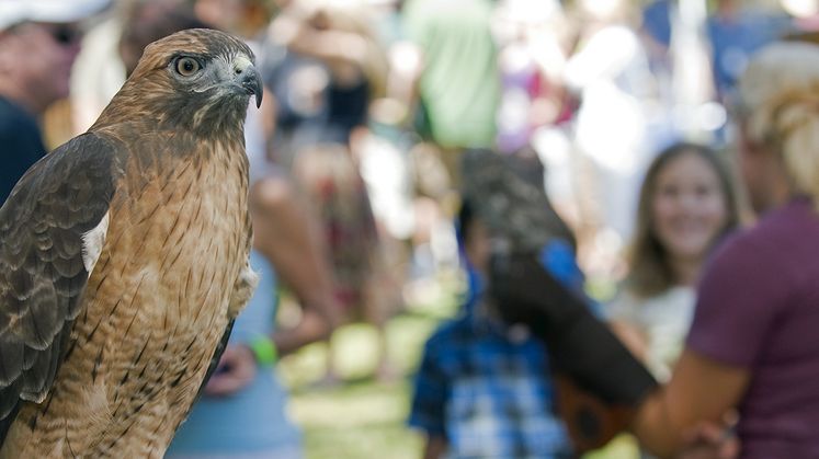 Ojai Raptor Center