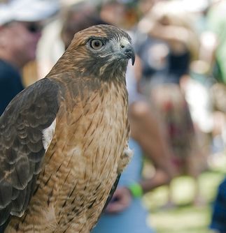 Ojai Raptor Center