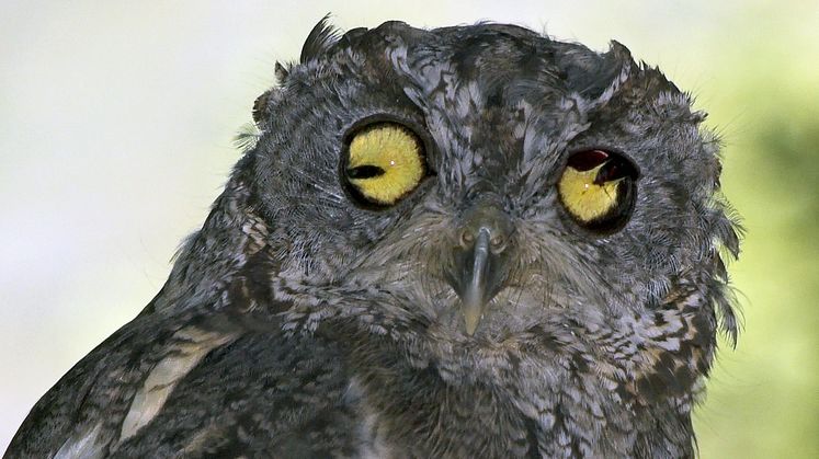 Ojai Raptor Center
