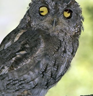 Ojai Raptor Center