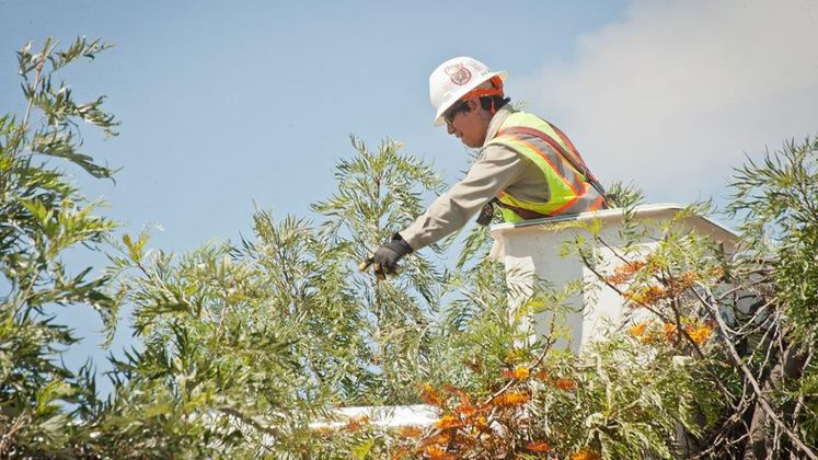 tree trimming