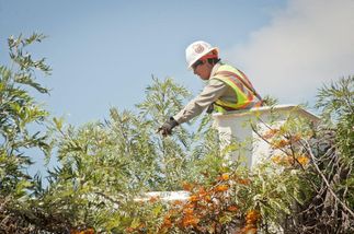 tree trimming