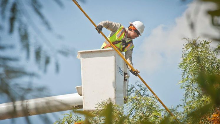 tree trimming