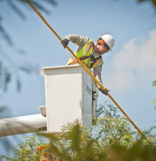 tree trimming