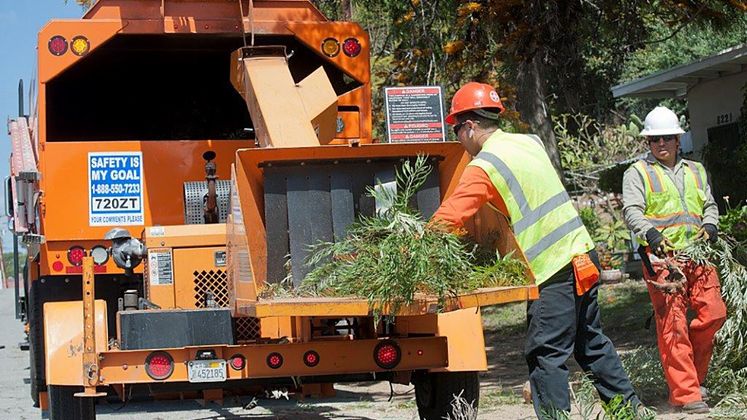 tree trimming