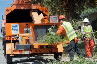tree trimming
