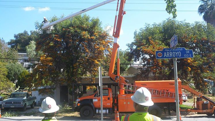 tree trimming