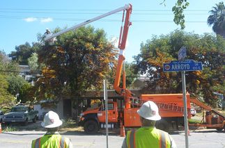 tree trimming