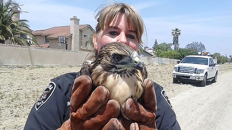 SCE crew rescues hawk
