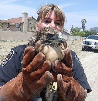 SCE crew rescues hawk