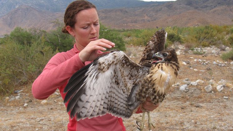 SCE's Avian Protection Program
