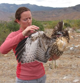 SCE's Avian Protection Program
