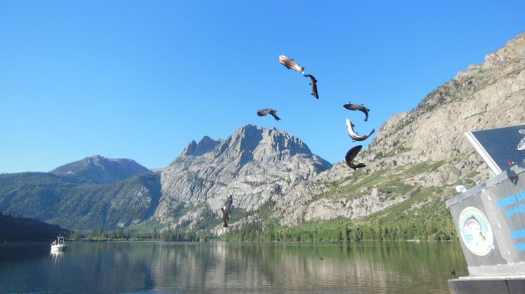 SCE Trout Stocking