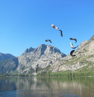 SCE Trout Stocking