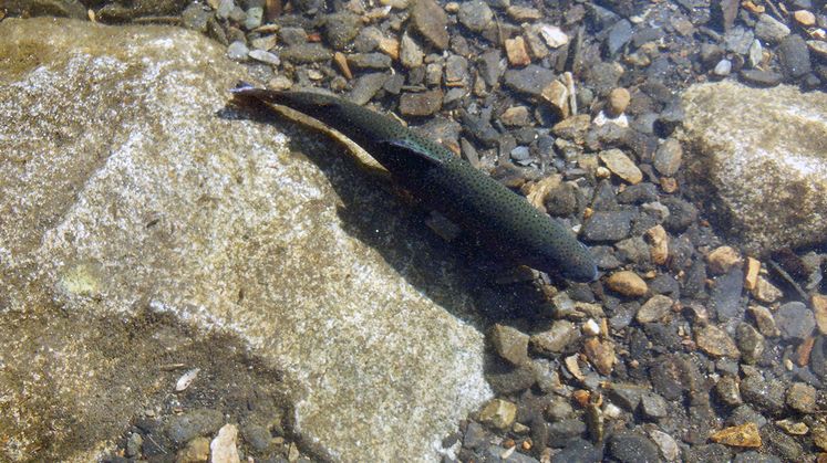 SCE Trout Stocking
